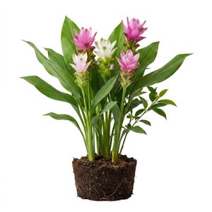 May include: A potted plant featuring vibrant pink and white flowers with green stems and leaves. The flowers are in full bloom, showcasing their delicate petals. The plant is set against a clean white background, highlighting its natural beauty. The plant is in a pot of soil.
