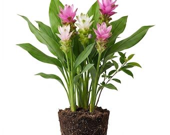 Yellow Turmeric Plant Curcuma Longa Seedling, Curcuma Ginger Well Rooted, 5-7"Tall, No Pot