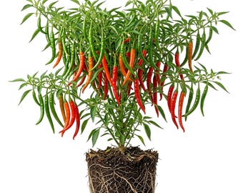 Set 2 Long Cayenne Pepper Pepper Plants Live Chili Hot Peppers Plant 5-7"Tall, No Pot