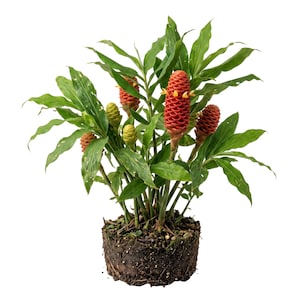 curry leaf plant for sale Curry Leaf Plant ( Pre-Order for June 2026 )