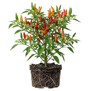 May include: A potted chili pepper plant with green leaves and a variety of colorful peppers, including red, orange, and yellow. The plant is in a pot with visible roots and soil, set against a white background.