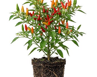 Set 2 Tabasco Pepper Plants Live Chili Hot Peppers Plant 5-7"Tall, No Pot