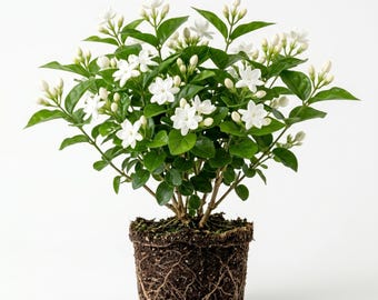 Maid of Orleans Jasmine Plants Live White Jasmine Plant,Jasminum Sambac Flowers Well Root, 5-7"Tall, No Pot