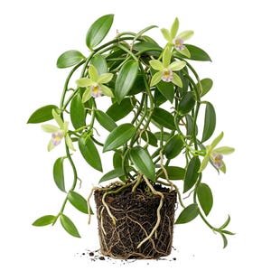 May include: A potted vanilla plant with green leaves and delicate, pale yellow flowers with purple centers. The plant's roots are visible, emerging from the dark soil. The plant is set against a white background.