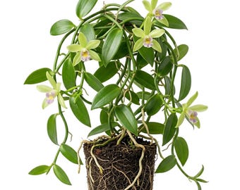 Live Vanilla Beans Plant Vanilla Planifolia Orchid Vine Tropical Climbing Vines Fragrant Flower, 4-6"Tall, No Pot