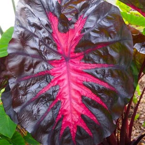 Redemption Colocasia Live Plant Vibrant Colorful Black Pink Elephant Ear Plant Rare Taro Well Rooted, 5-7"Tall,No Pot bild 3