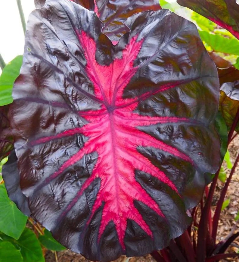 Redemption Colocasia Live Plant Vibrant Colorful Black Pink Elephant Ear Plant Rare Taro Well Rooted, 5-7"Tall,No Pot bild 3