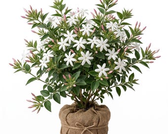Star Jasmine Live Plants Downy Jasmine Plant,Jasminum Multiflorum Well Root, 5-7"Tall, No Pot