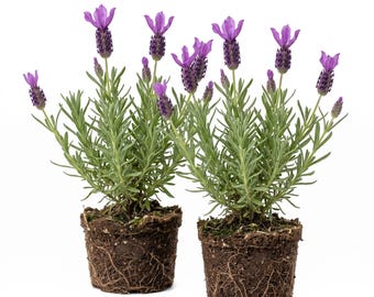 2 Spanish Lavender Plants Topped Lavender Seedlings, Fragrant Lavandula Stoechas Plant, 4-6"Tall, No Pot