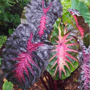Redemption Colocasia Live Plant Vibrant Colorful Black Pink Elephant Ear Plant Rare Taro Well Rooted, 5-7"Tall,No Pot bild 8