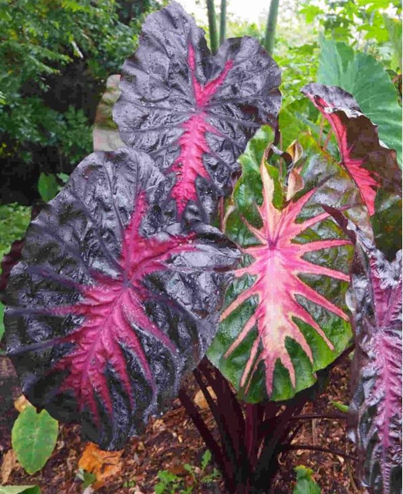 Redemption Colocasia Live Plant Vibrant Colorful Black Pink Elephant Ear Plant Rare Taro Well Rooted, 5-7"Tall,No Pot bild 8