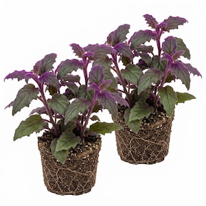 May include: Two potted plants with vibrant purple stems and leaves, contrasted by dark green foliage. The plants are in small pots with visible root systems and soil, set against a clean white background.