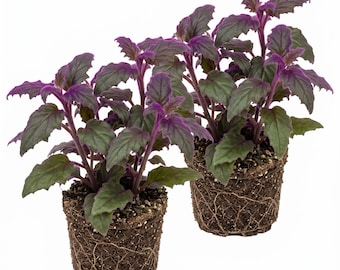 2 Gynura Purple Passion Velvet Plants Live Gynura Aurantiaca Starter Colourful Houseplant 4-6"Tall, No Pot