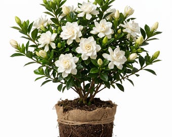 Gardenia Jasminoides Frostproof Cape Jasmine Live White Double Jasmine Plant,Jasminum Sambac Flowers Well Root, 5-7"Tall, No Pot