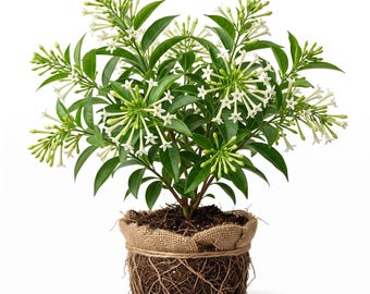 Night Blooming Jasmine Plants Midnight Perfume Jasmine Plant,Cestrum Nocturnum Well Root, 5-7"Tall, No Pot
