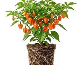 Set 2 Orange Habanero Pepper Plants Live Chili Hot Peppers Plant 5-7"Tall, No Pot