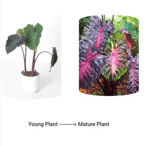 Redemption Colocasia Live Plant Vibrant Colorful Black Pink Elephant Ear Plant Rare Taro Well Rooted, 5-7"Tall,No Pot bild 2