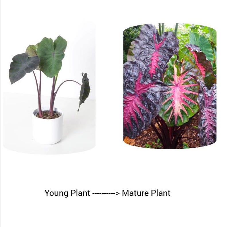 Redemption Colocasia Live Plant Vibrant Colorful Black Pink Elephant Ear Plant Rare Taro Well Rooted, 5-7"Tall,No Pot bild 2