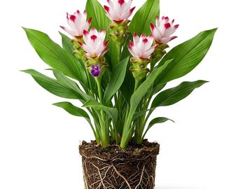Curcuma Siam Solar Ornamental Ginger Plant, Cream Blossoms Tulip Ginger Plants 5-7"Tall, No Pot