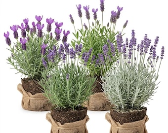 2 Mixed Lavender Plants Purple Blue Lavender Seedlings, Random Fragrant Lavandula Plant, 4-6"Tall, No Pot
