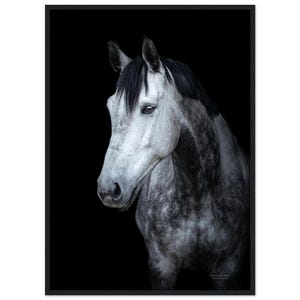 以下が含まれることがあります： 黒い背景に馬の額装された肖像画。馬は黒いタテガミを持つグレーと白のコートを着ています。馬は左を見ています。画像は、馬の頭と上半身のクローズアップです。