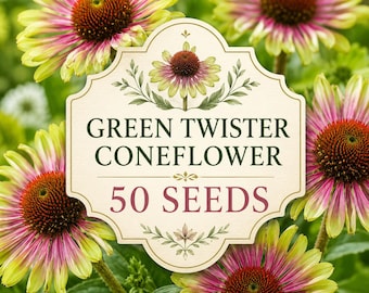 Green Twister Coneflower Seeds | Echinacea Purpurea Perennial Flower (50 Seeds)
