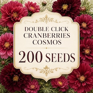 May include: A cream-colored rectangular label with ornate gold borders features the dark red text DOUBLE CLICK CRANBERRIES COSMOS and 200 SEEDS. The label is surrounded by a dense arrangement of deep magenta and dark red cosmos flowers with yellow centers.