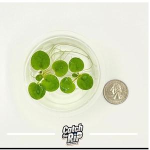 May include: A clear plastic container holding several bright green aquatic plants with round leaves, floating in water. A U.S. quarter coin is next to the container for size comparison. The image includes the text "Catch the Rip".