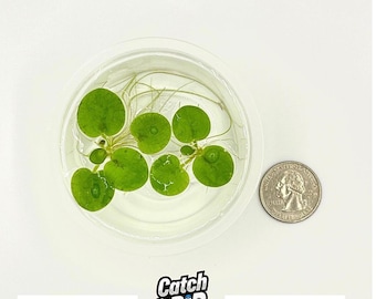 Amazon frogbit, Limnobium laevigatum, Live Aquarium/Aquatic/Floating/Pond Plant