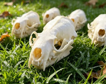 Präparierte Tierskulpturen (Nerzschädel), Geierkultur, Bone Art, Kuriositätenschrank-Dekor, Dark Academia Gothic Art, Ethisches Osteologie-Exemplar