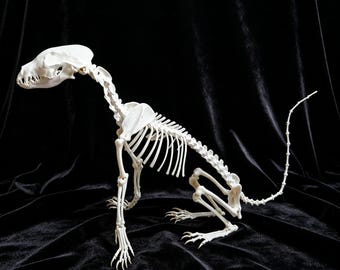 A complete set of unassembled real Fox skeletons, real animal bones, Taxidermy