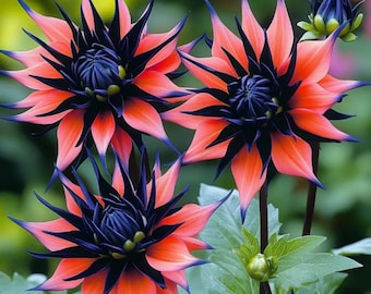 Twin-Blossom Black Over Pink Sunflower Seeds – Rare Ornamental Flowers