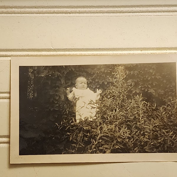 Vintage Antique Baby Picture Photo "A Baby in the Bush but Also in the Hand"