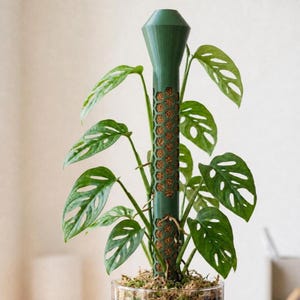 May include: A green, cylindrical plant support pole with a hexagonal honeycomb pattern, filled with brown fibrous material. The pole is topped with a conical cap and is positioned vertically behind a green Monstera adansonii plant with fenestrated leaves.
