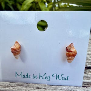 May include: A pair of stud earrings featuring small, natural spiral seashells with tan and brown horizontal banding. The earrings are mounted on a white display card that has a circular hole at the top and the text Made in Key West printed in green.