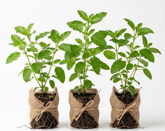 Set 3 Holy Basil Plants Live Kapoor Tulsi Ocimum Africanum Plant 3-5 Inch Tall