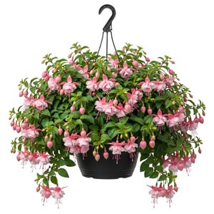 Fuchsias Plant - Etsy