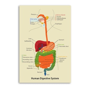 May include: An educational poster titled Human Digestive System, featuring a detailed anatomical diagram of the human body's digestive tract. The illustration uses various colours to label organs including the pharynx, oesophagus, stomach, liver, and intestines.