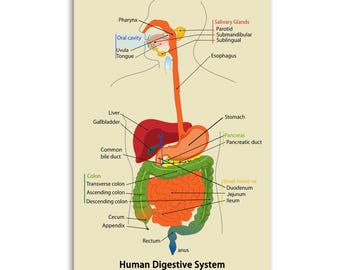 Human Digestive System Anatomy Canvas Wall Art, Labeled Gastrointestinal Tract Educational Medical Print