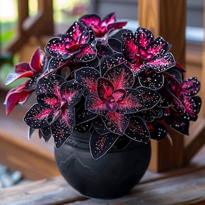 Black Dragon Coleus - Etsy