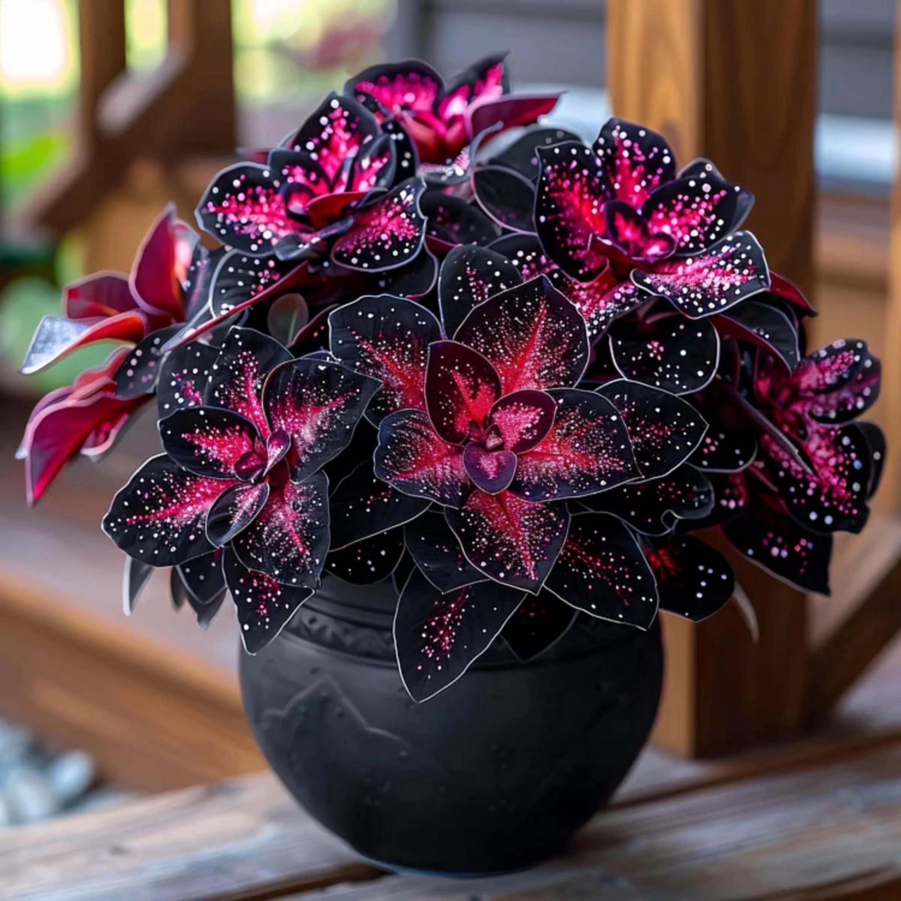 コリウス 生きた植物 - Etsy 日本