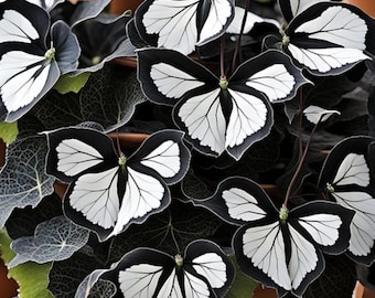 Moonlight Butterfly Begonia plant| Rare Fox Flower Plant Seeds