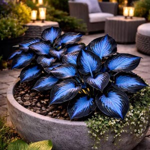buddha's hand plant Buddha's Hand