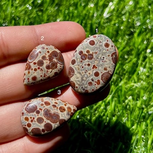May include: Three polished gemstones with a speckled pattern. The stones have a beige base color with brown and reddish-brown spots. The shapes vary, including oval and teardrop forms. The gemstones are held in a hand against a background of green grass.