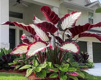 Bulbi di Hosta rossi e bianchi, rara pianta ornamentale da giardino a foglia d'ombra, orecchio d'elefante.