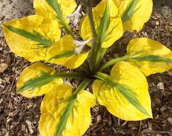 Hosta Glad Rags 3 Roots Summer Blooms Yellow Green Shade Plant