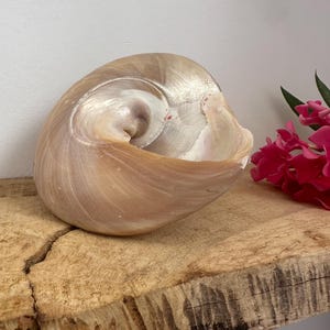 Può includere: Una grande conchiglia iridescente con una superficie liscia e a spirale nei toni del beige, crema e bianco perlaceo tenue. La conchiglia presenta un'ampia apertura che rivela un interno lucido e brillante con una profonda spira centrale curva.
