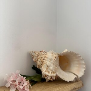 Grote reuzenkikkerschelp (Tutufa bubo) - 22 cm zware, robuuste schelp voor kustdecoratie