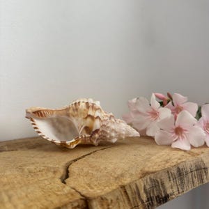 Puede incluir: Una concha marina en espiral con un exterior texturizado de tonos bronceados y marrones moteados y una abertura interior blanca y lisa, colocada junto a un grupo de delicadas flores de color rosa claro con cinco pétalos.