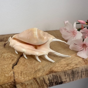 Peut inclure: Un grand coquillage lambis de couleur pêche pâle avec un corps lisse et arrondi et plusieurs longues épines blanches incurvées en forme de doigts s'étendant depuis la lèvre extérieure. La coquille a une finition brillante et une large ouverture.